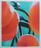 Timothy Maguire, Orange Berries, 2006, Archival Pigment Print 18/35