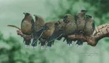 Paul Margocsy, Australian Dusky Woodswallows, W/Clr & Gouache