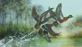 Paul Margocsy, Australian Chestnut Teal Ducks, 2009, W/Clr & Gouache