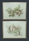 Celia Rosser, (2), Offset Lithograph (2)