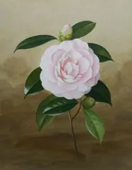 Paul Jones, Camellia, Gouache
