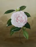 Paul Jones, Camellia, Gouache