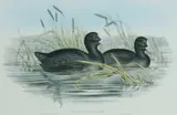 John Gould, Fulica Australis (Australian Coot), Lithograph