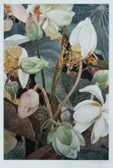 Cressida Campbell, Lotus, 2019, This limited edition issued by the National Gallery of Australia in 2022, hand signed by the artist in pencil lower right. Blind stamp for NGA, and accompanied by certificate of authenticity