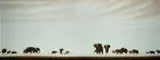 Peter Hickey, Elephant Kingdom, 2002, Oil on Canvas
