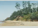 David Rose, The Bush at Bateau Bay, 1991, S/Print 67/90