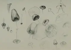 Mushroom Study with Small Figure by Jean Appleton, Ink & Pencil, sold Jul 2025