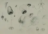 Jean Appleton, Mushroom Study with Small Figure, Ink & Pencil