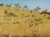 Robert Wilson, Kangaroos and Cane Grass, NT, Oil on Board