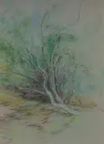 Jean Appleton, Untitled (Tree Study), Pastel