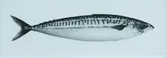 Jonathan Delafield Cook, Mackerel IV, 2013, Charcoal on Paper