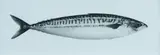 Jonathan Delafield Cook, Mackerel IV, 2013, Charcoal on Paper