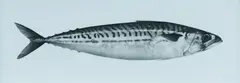 Jonathan Delafield Cook, Mackerel VIII, 2013, Charcoal on Paper