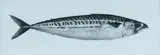 Jonathan Delafield Cook, Mackerel VIII, 2013, Charcoal on Paper