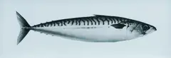 Jonathan Delafield Cook, Mackerel III, 2013, Charcoal on Paper