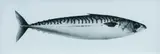 Jonathan Delafield Cook, Mackerel III, 2013, Charcoal on Paper