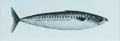 Jonathan Delafield Cook, Mackerel IX, 2013, Charcoal on Paper
