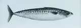 Jonathan Delafield Cook, Mackerel IX, 2013, Charcoal on Paper