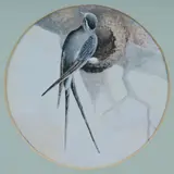 Ellis Rowan, Swift in Nest with Egg, W/Clr & Gouache