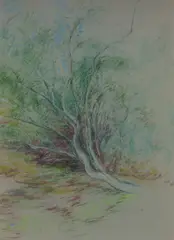 Untitled (Tree Study) by Jean Appleton, Pastel, offered Mar 2025