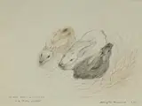 Douglas Annand, Flimsy, Dimsy and Mimsy in a Cretan Market, 1975, Ink & Crayon