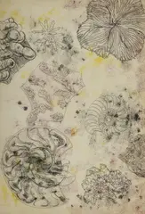Barbara Tribe, Fossils, Crystals and Coral,' March, 1959, Crayon