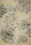 Barbara Tribe, Fossils, Crystals and Coral,' March