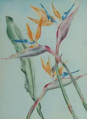 Cressida Campbell, Strelitzia (Bird of Paradise), 1978, Coloured Pencil