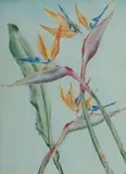 Cressida Campbell, Strelitzia (Bird of Paradise)