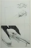 Trevor Weekes, Part A, Skull, Pencil