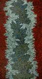 Carol Young, Bush Flowers, 2020, Acrylic on Linen