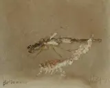Pro Hart, Birth of an Insect