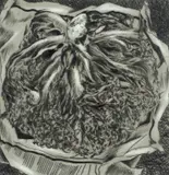 Cressida Campbell, Cabbage Study, 1979, Inked Drypoint Synthetic Plate