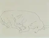 William Dobell, The Artist's Cocker Spaniel, Pen & Ink