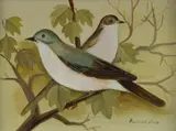 Frances Jones, White Throats, Oil on Board