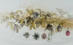 Heather Dorrough, Passionfruit Vine, Ink & W/Clr