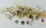 Heather Dorrough, Passionfruit Vine, Ink & W/Clr