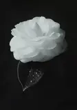 Paul Jones, Camellia Nuccios Gem