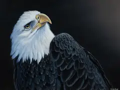 Eagle Eyed Bald Eagle by James Hough, Acrylic on Board, sold Mar 2024