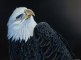 James Hough, Eagle Eyed Bald Eagle, Acrylic on Board