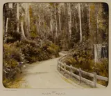 Henry Hall Baily, Huon Road, Tinted Photograph