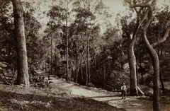 John Paine, Wolumbi Roads, 1880s