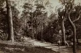 John Paine, Wolumbi Roads, 1880s