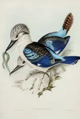 John Gould, & HC RICHTER, Hand Coloured Engraving