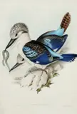 John Gould, & HC RICHTER, Hand Coloured Engraving