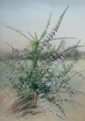 Thryptomene Saxicola by Ellis Rowan, W/Clr & Gouache, sold Nov 2023