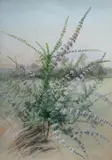 Ellis Rowan, Thryptomene Saxicola