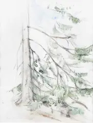 Aimo Kanerva, Spruce tree, watercolour