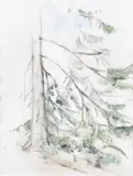Aimo Kanerva, Spruce tree, watercolour