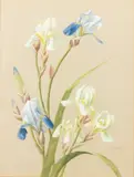 Maria Wiik, Irises, gouache